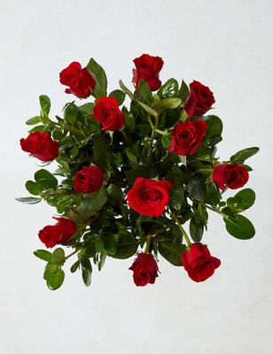 Dozen Red Roses Flowers Bouquet