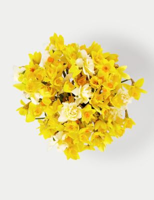 100 British Daffodils & Narcissus Bouquet 6 of 6