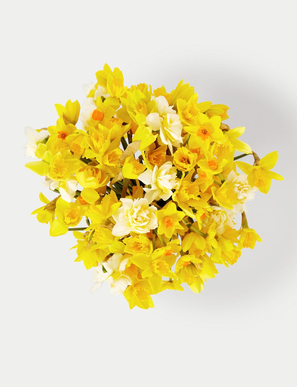 100 British Daffodils & Narcissus Bouquet