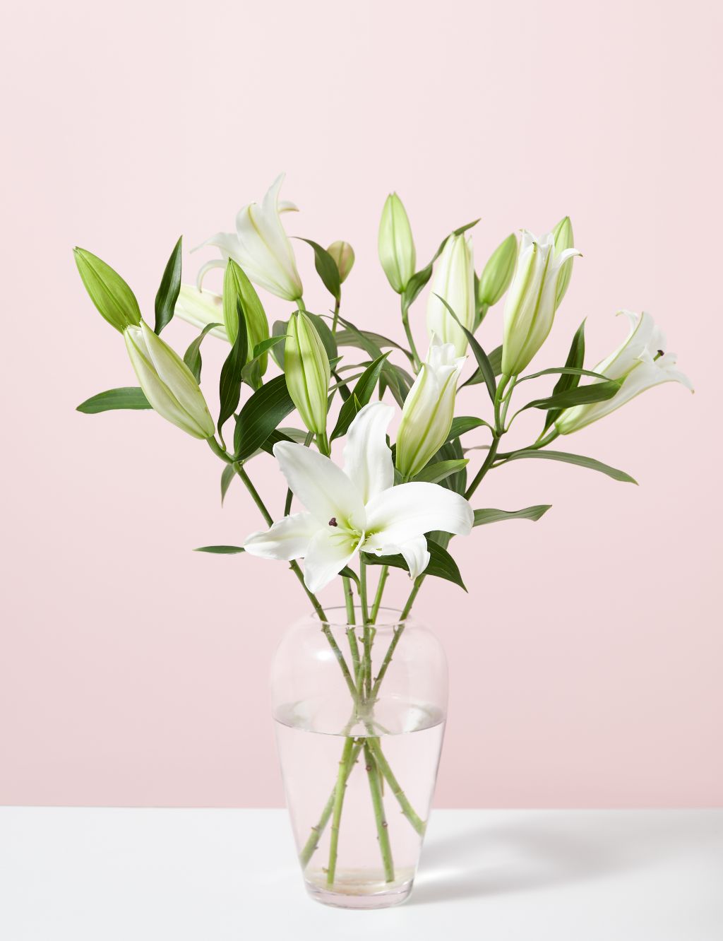 White Oriental Lily Abundance