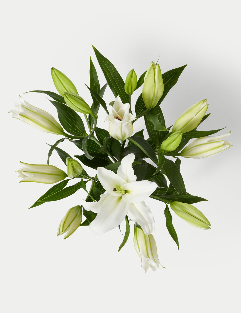 White Oriental Lily Abundance