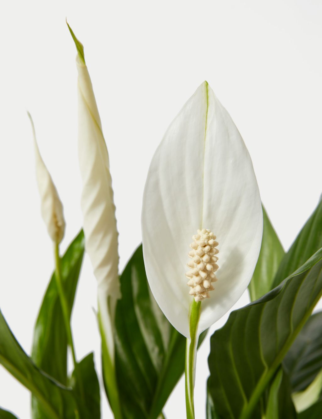 Large Peace Lily in Basket image 3
