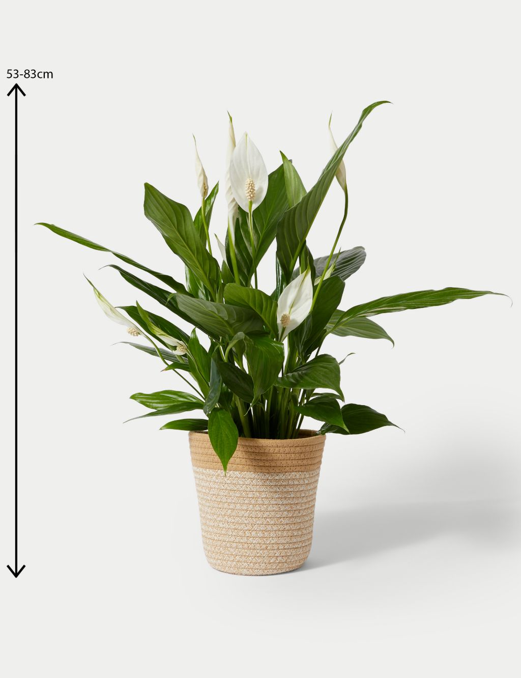Large Peace Lily in Basket image 4