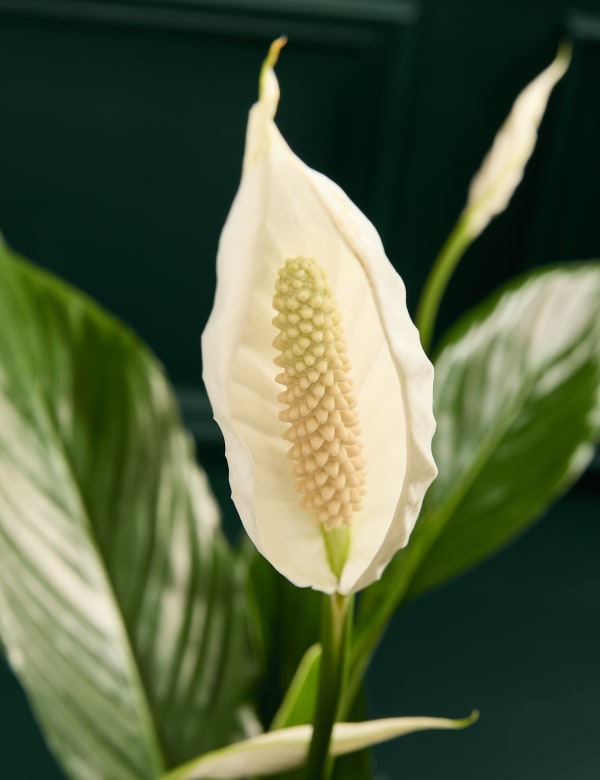 Peace Lily Planter M S