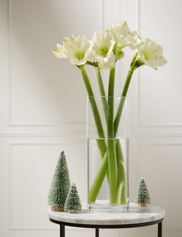 The Collection White Amaryllis