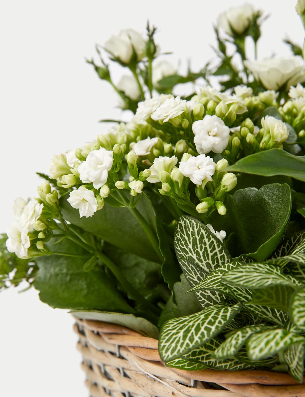 Luxury White Festive Planted Basket with Roses image 3