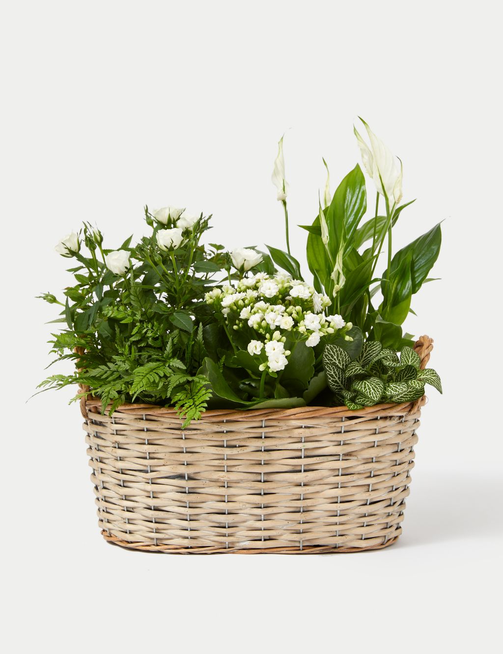 Luxury White Festive Planted Basket with Roses