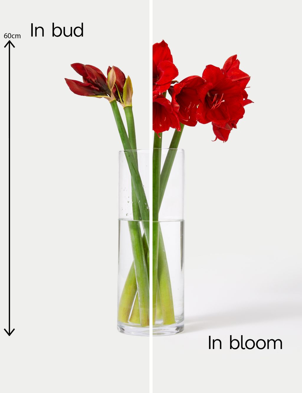 Red Amaryllis Bouquet image 5