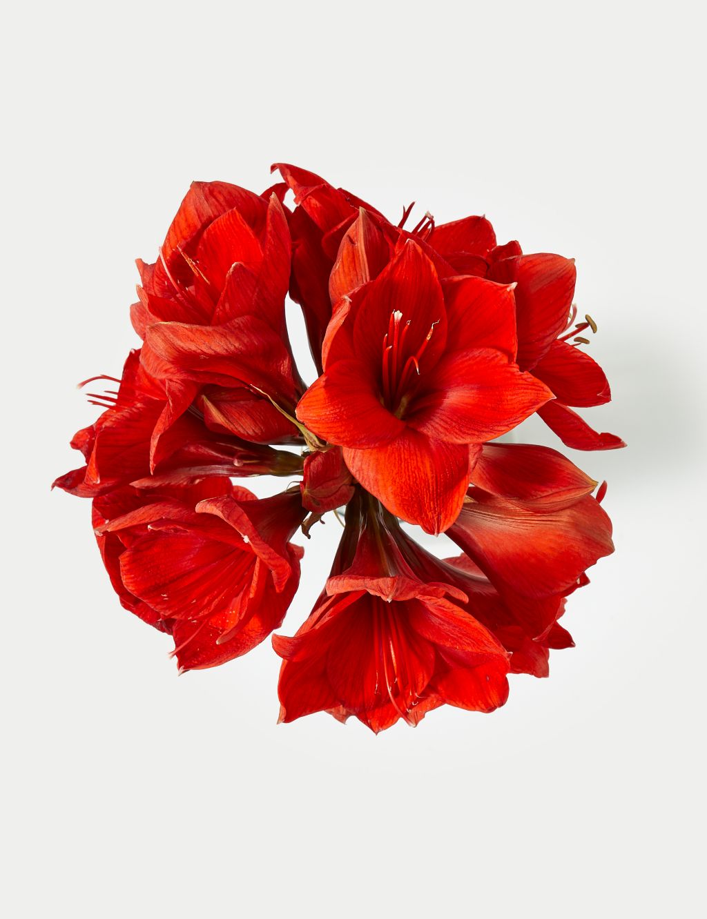 Red Amaryllis Bouquet image 2