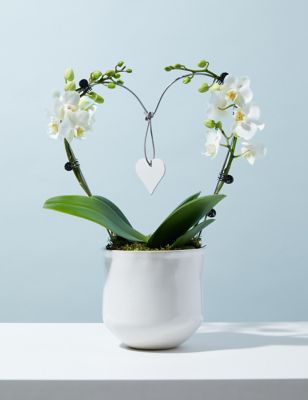 M&S White Heart Orchid