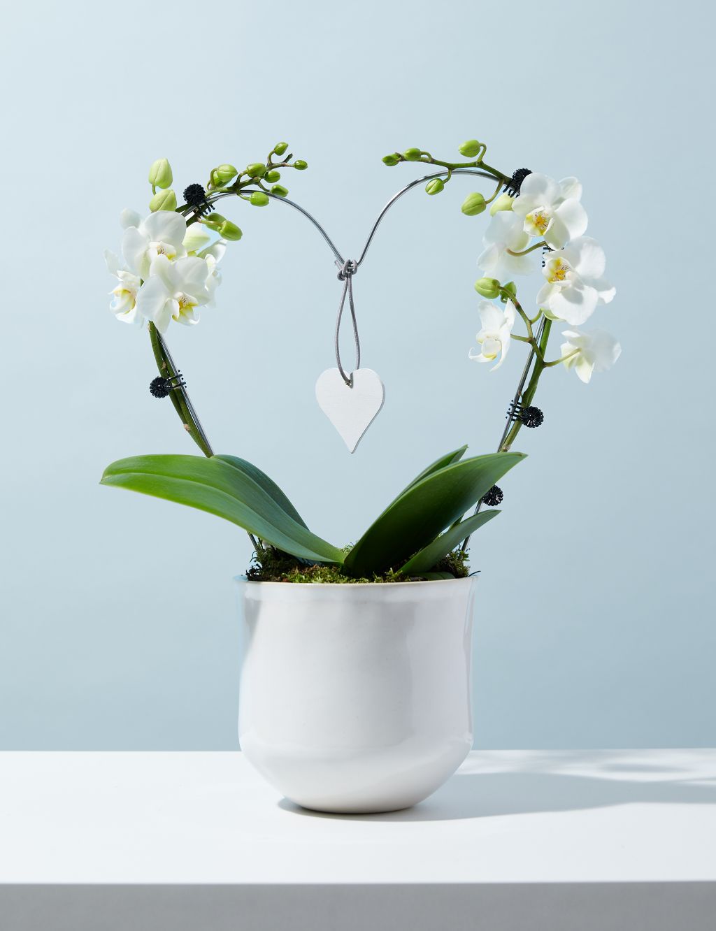 White Heart Orchid image 1