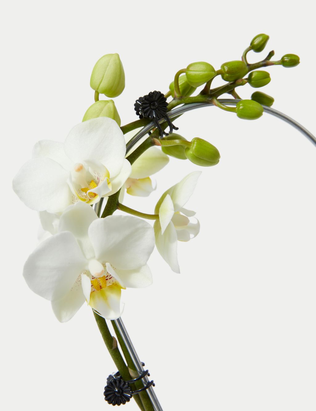 White Heart Orchid image 3