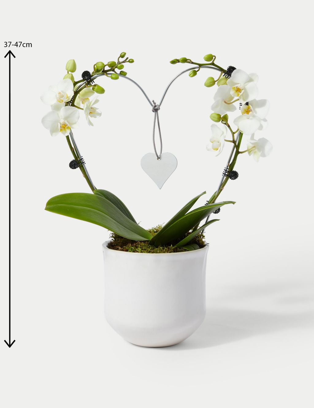White Heart Orchid image 4