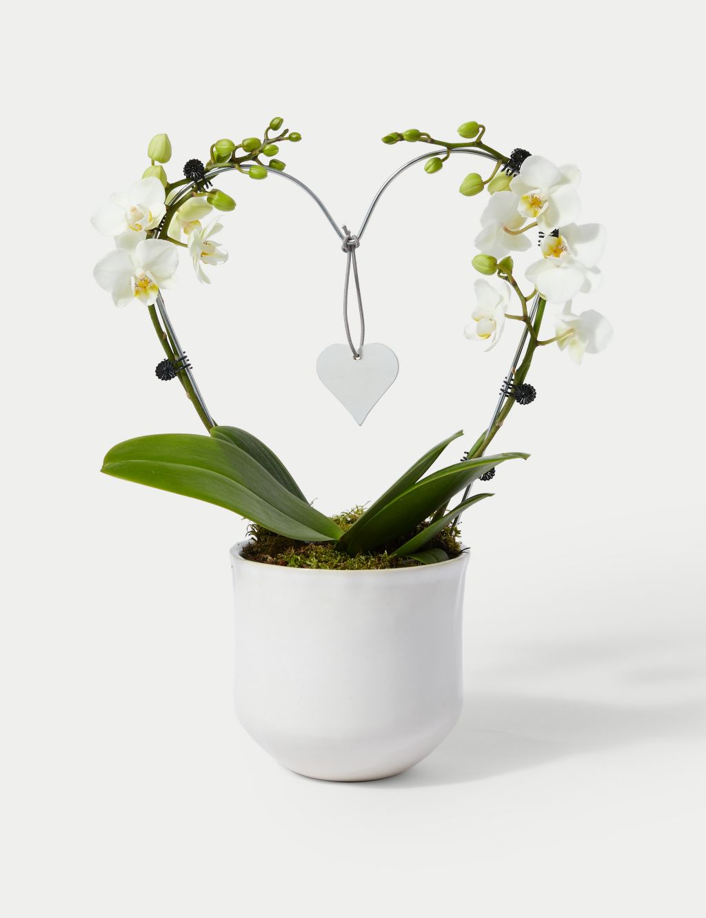 White Heart Orchid