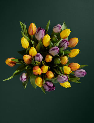 Rainbow Tulips