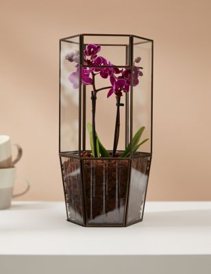 M&S Orchid Glass Terrarium