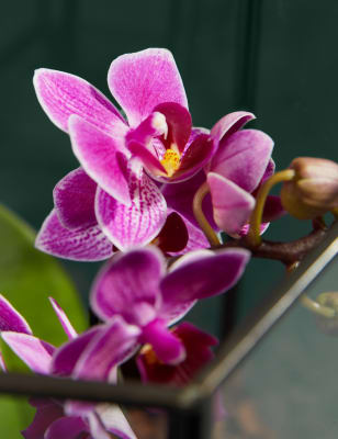 Orchid Glass Terrarium