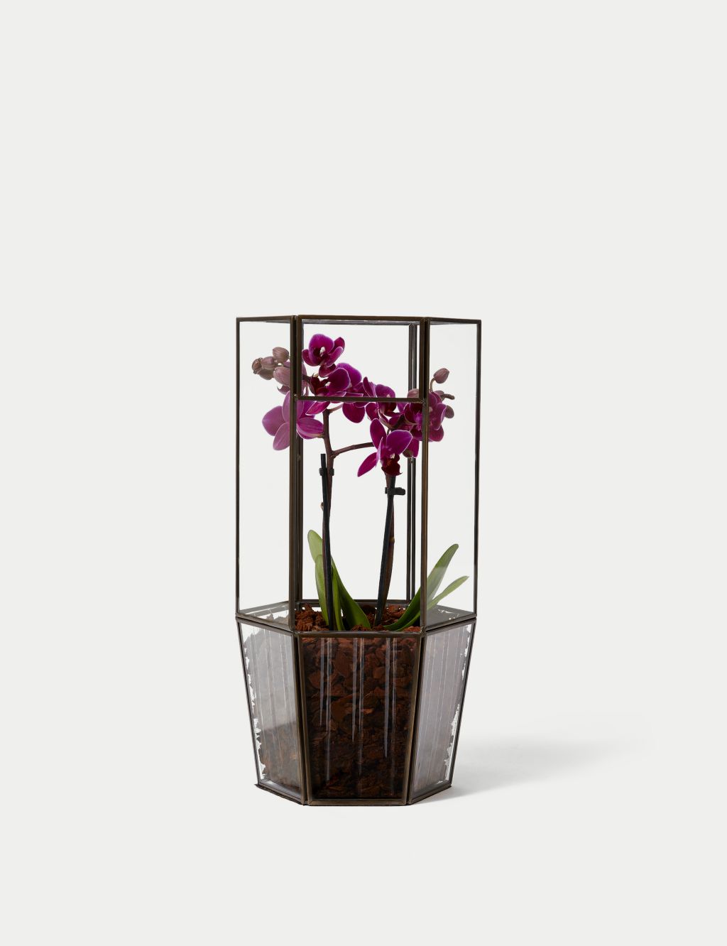 Orchid Glass Terrarium