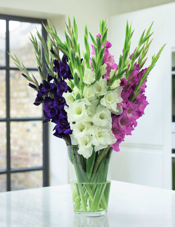 Flowers Plants Online Free Uk Next Day Delivery M S