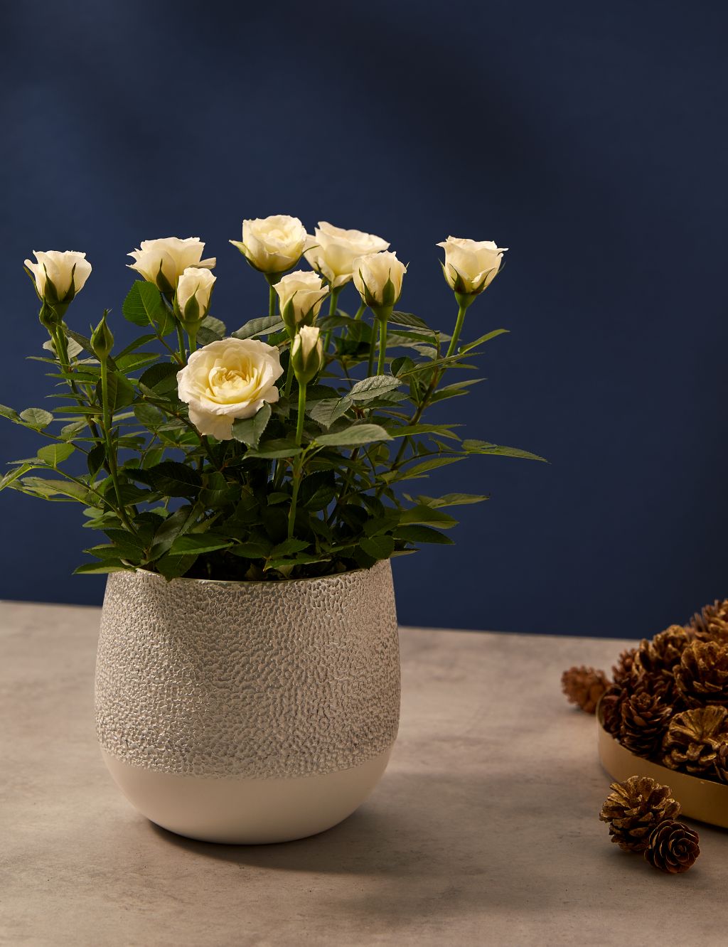 White Rose in Ceramic Pot image 1