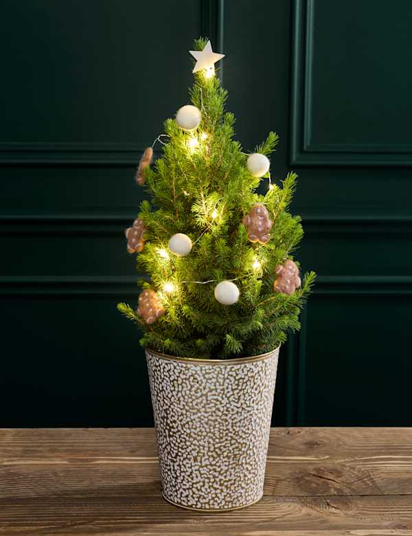 Christmas Trees M S