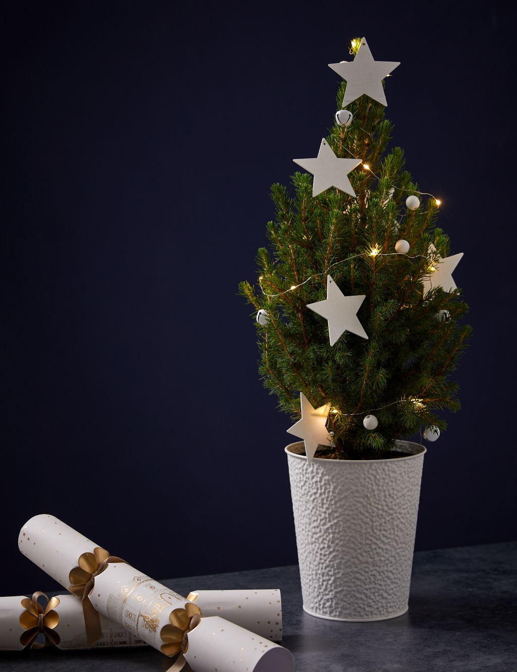 Mini Real Christmas Tree in White Pot