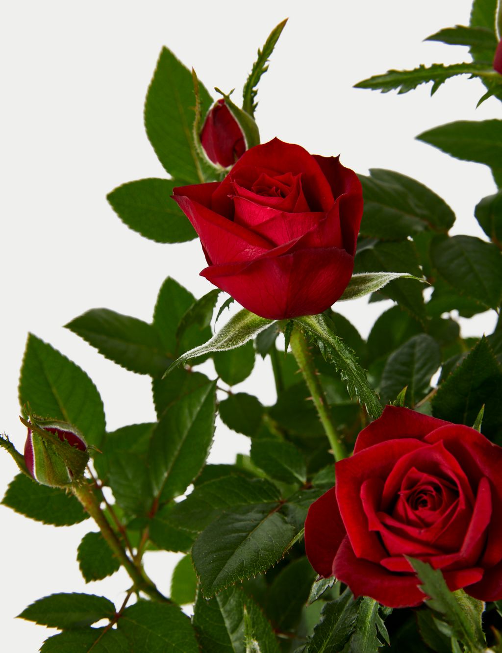 Red Rose in Ceramic Pot image 3