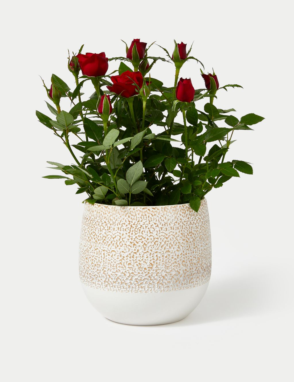 Red Rose in Ceramic Pot image 2