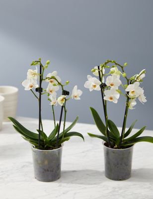 Two White Phalaenopsis Orchids