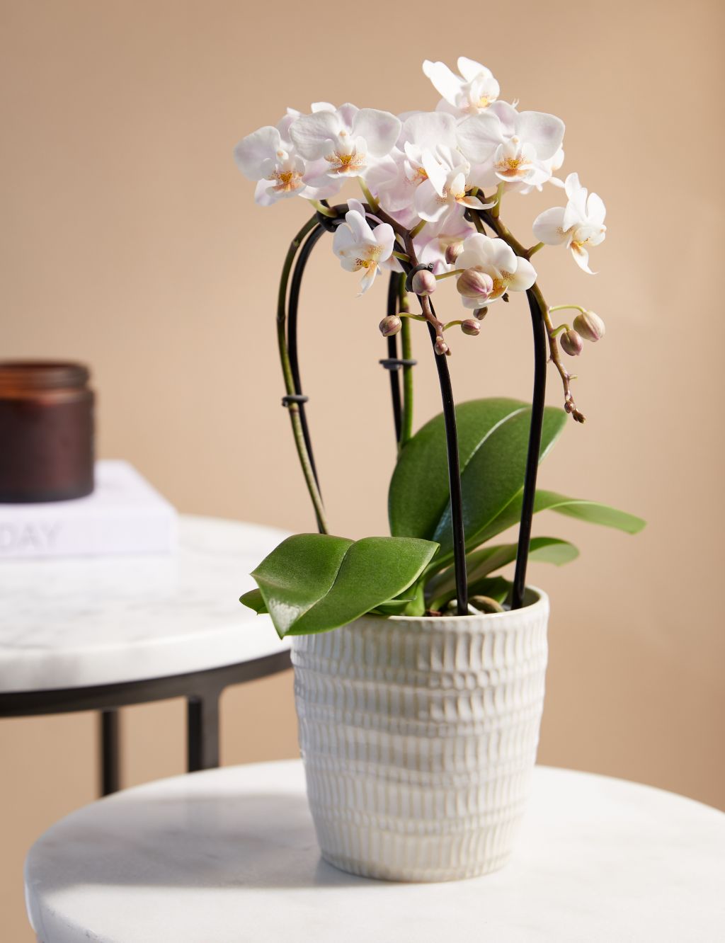 White Miniature Phalaenopsis Cascade Orchid in Ceramic Pot image 1