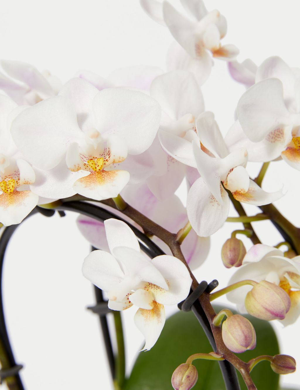 White Miniature Phalaenopsis Cascade Orchid in Ceramic Pot image 3