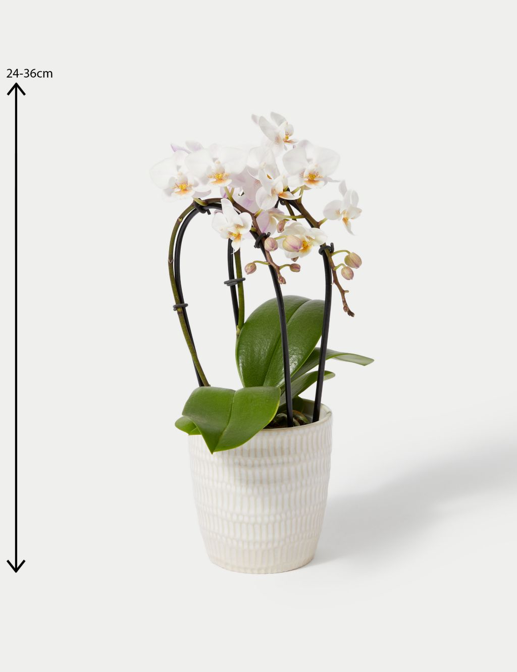 White Miniature Phalaenopsis Cascade Orchid in Ceramic Pot image 4