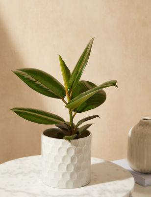 M&S Ficus Robusta Plant With Ceramic Pot
