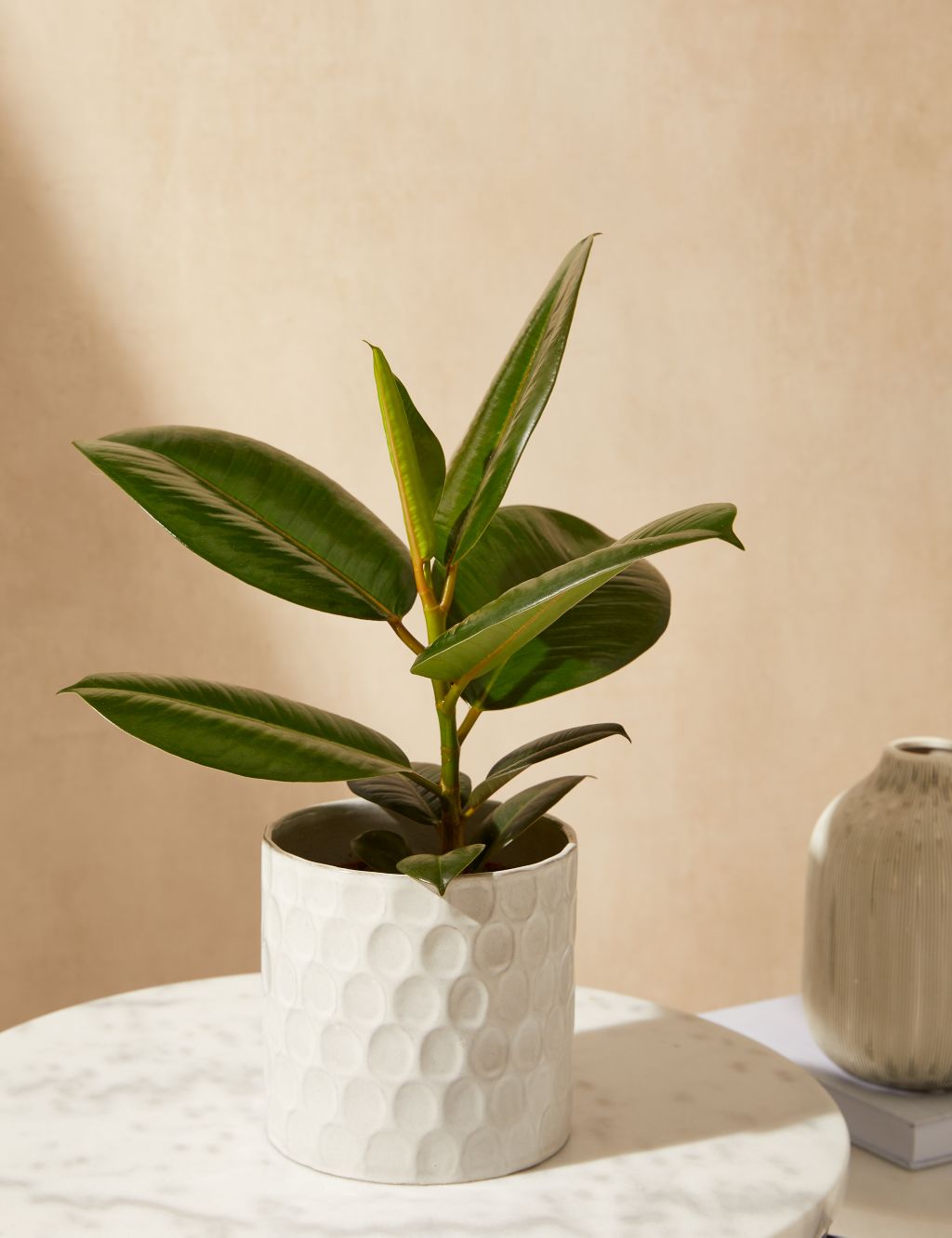 Ficus Robusta Plant With Ceramic Pot