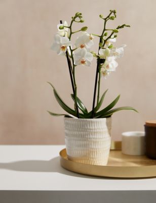 M&S White Miniature Phalaenopsis Orchid in Ceramic Pot