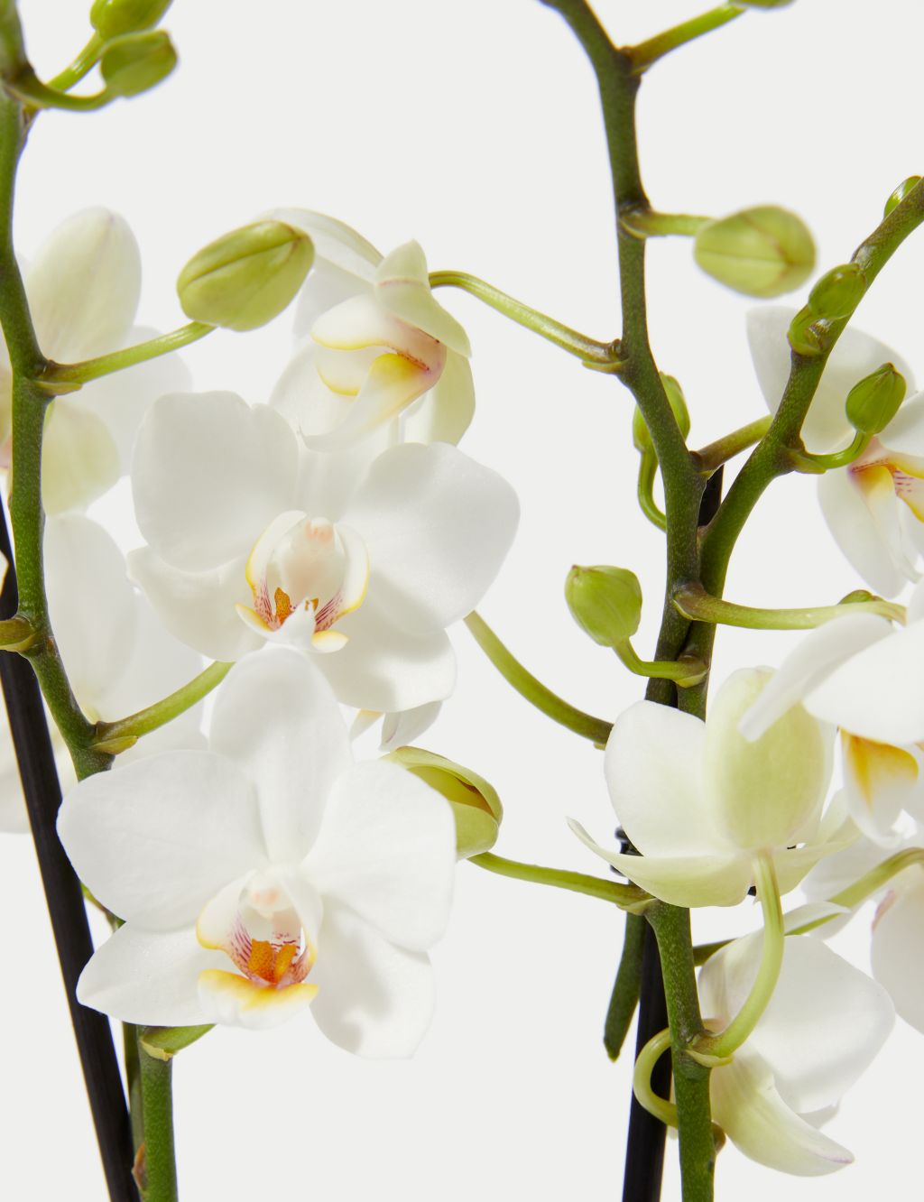 White Miniature Phalaenopsis Orchid in Ceramic Pot image 3