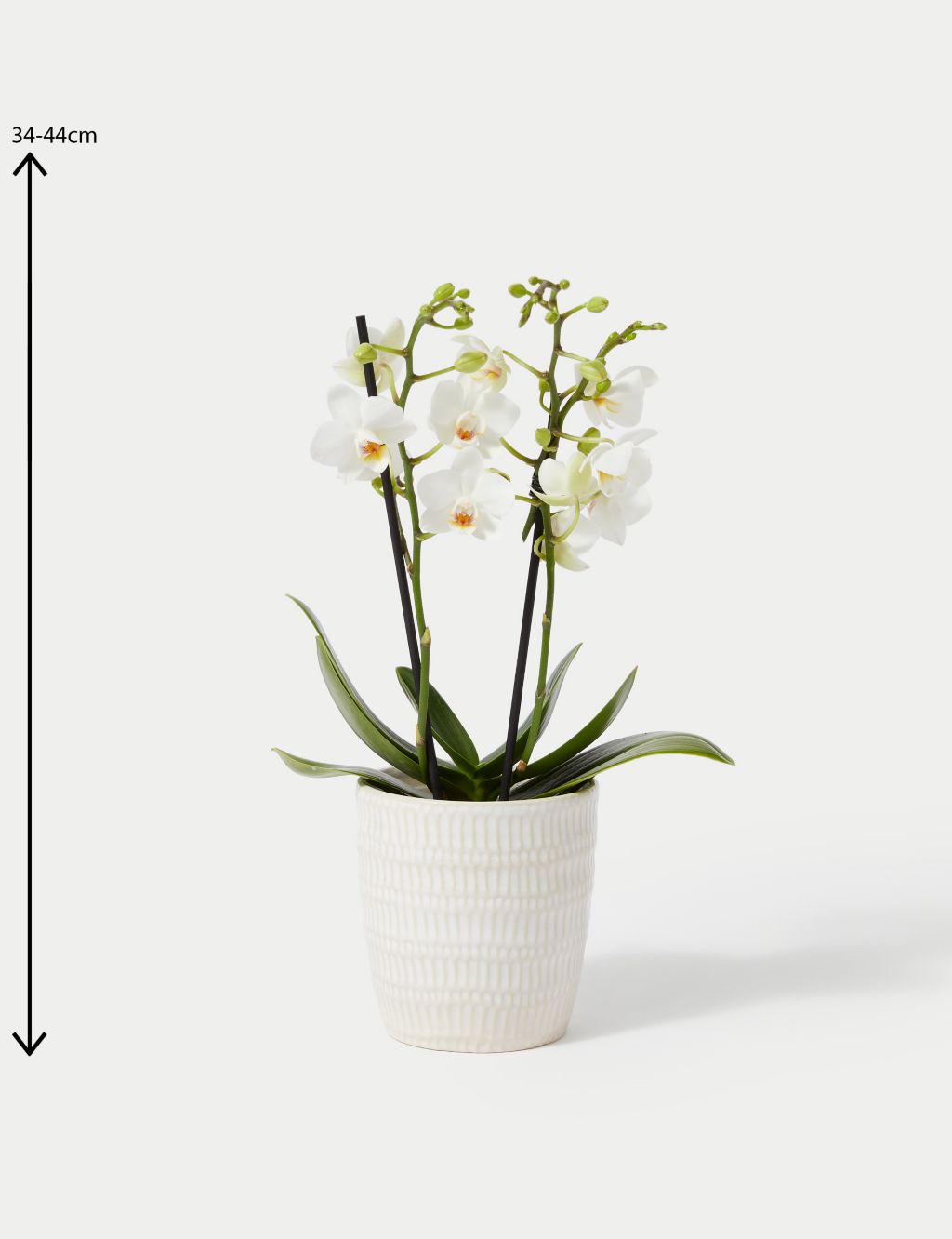 White Miniature Phalaenopsis Orchid in Ceramic Pot image 4