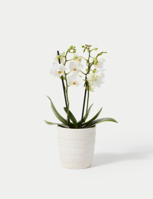 White Miniature Phalaenopsis Orchid in Ceramic
