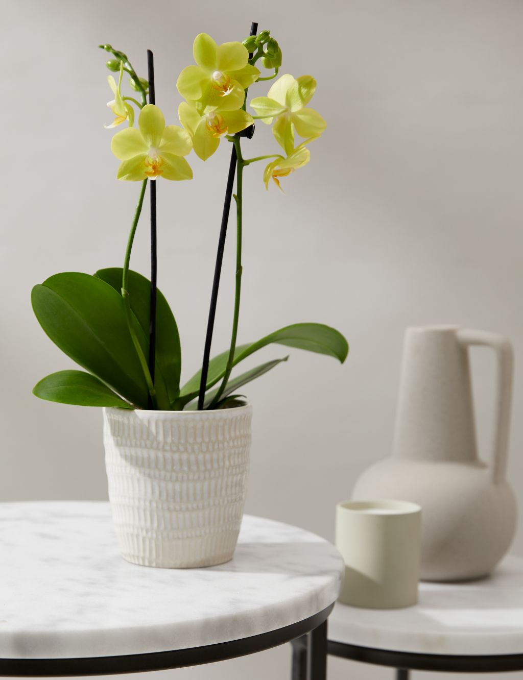 Yellow Miniature Phalaenopsis Orchid in Ceramic Pot image 1