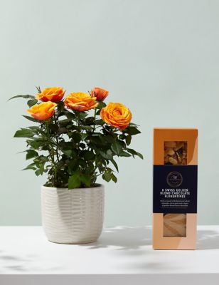 M&S Rose Plant with Ceramic Pot & Chocolates image