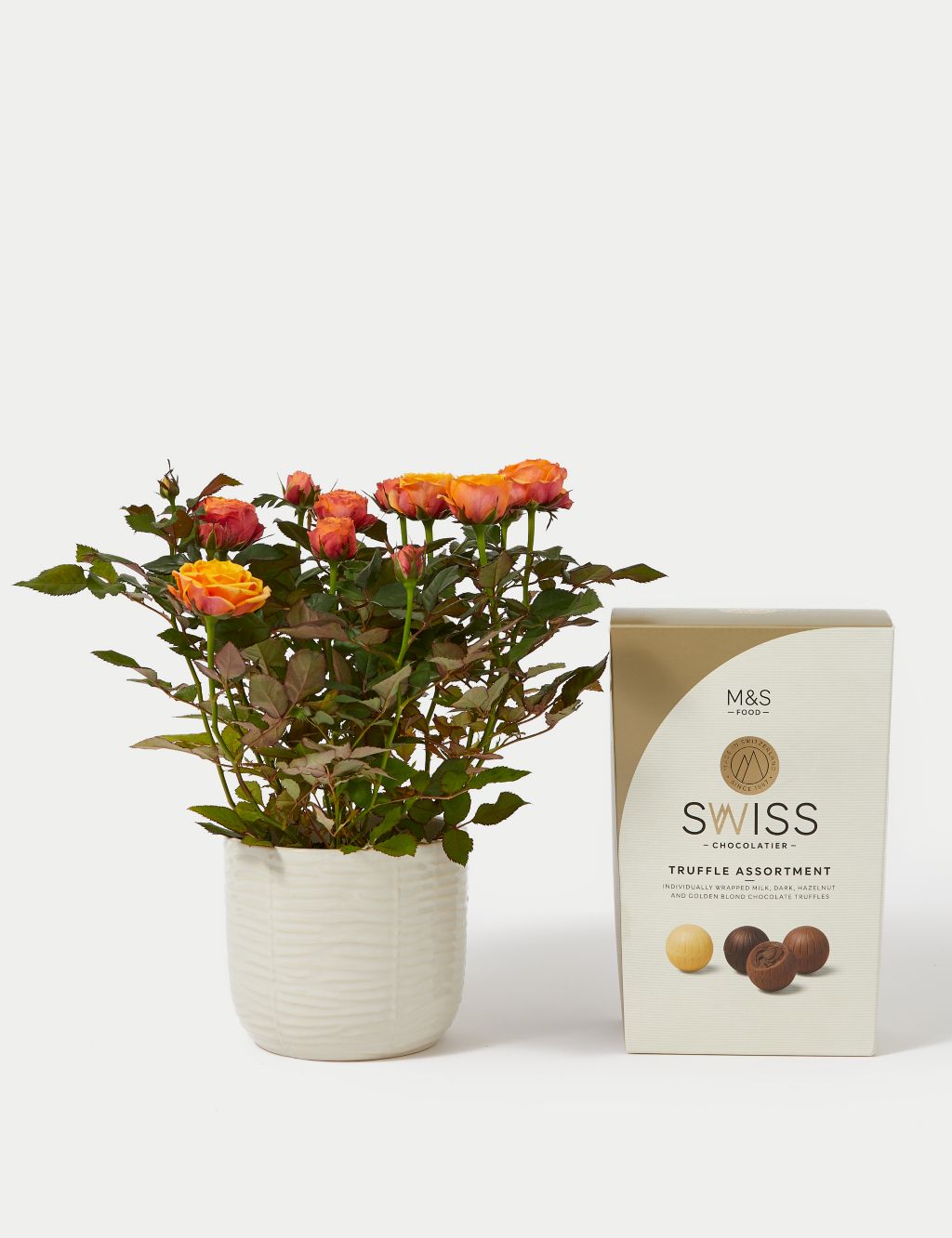 Rose Plant with Ceramic Pot & Chocolates
