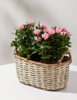 M&S Luxury Rose Basket image