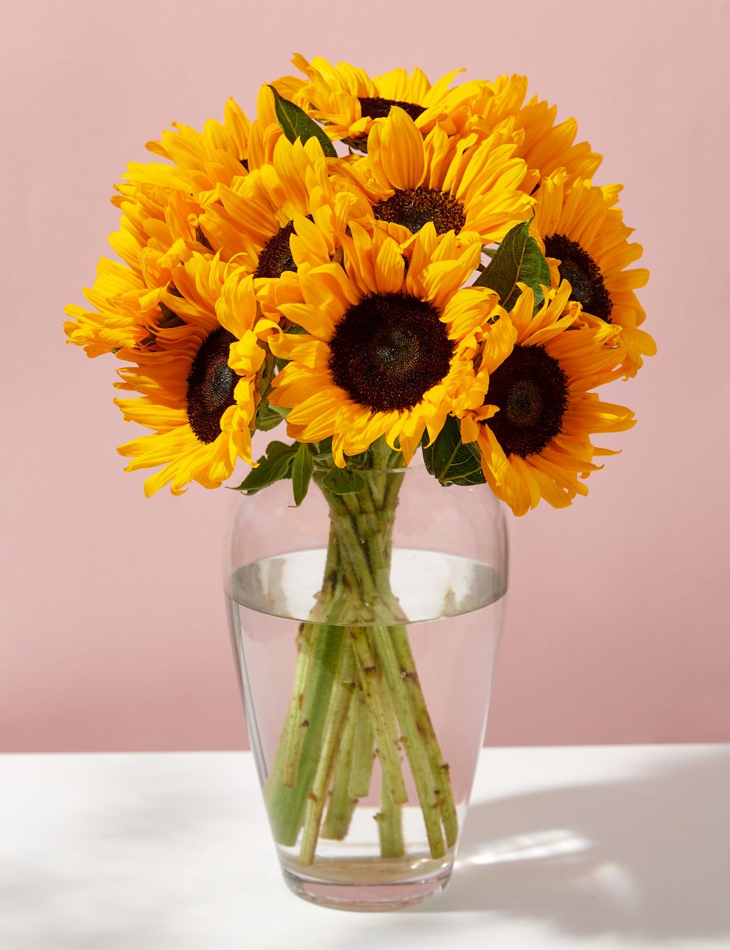Sunflower Abundance
