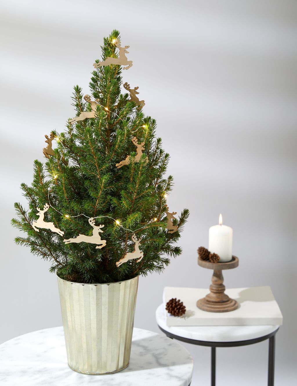 Mini Real Christmas Tree in Gold Pot image 1
