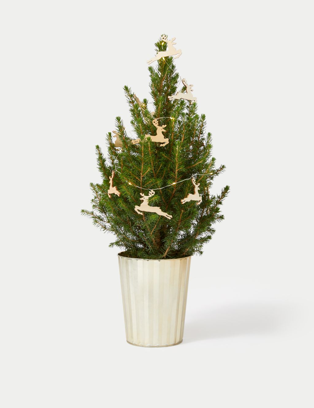 Mini Real Christmas Tree in Gold Pot