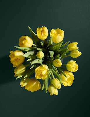 Easter Tulips (Delivery from 4th April 2023)