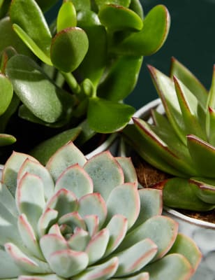 Shelfie Succulent Trio