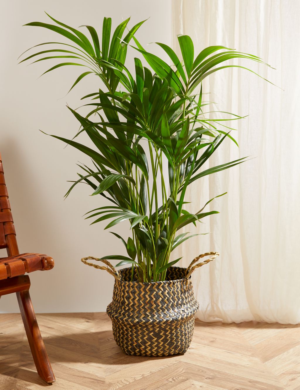 Extra Large Palm Plant with Basket