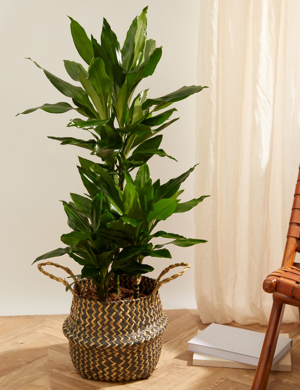 Extra Large Dracaena Plant with Woven Basket