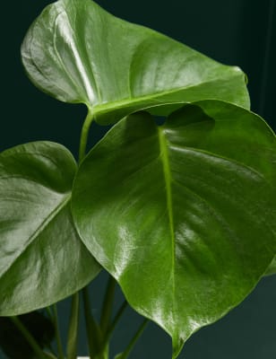 Medium Monstera in Ceramic